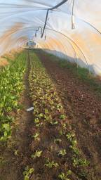 Serre salades 2026 02